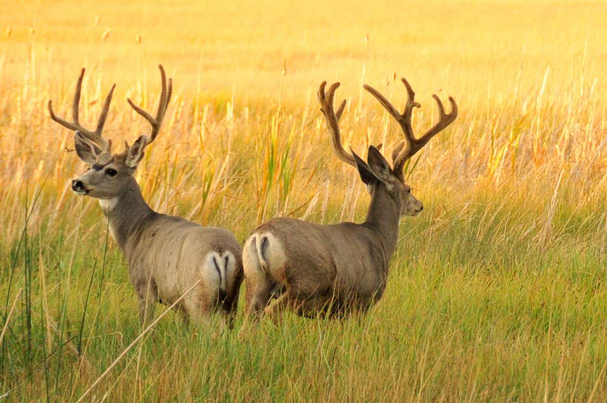 What time of day are deer most active